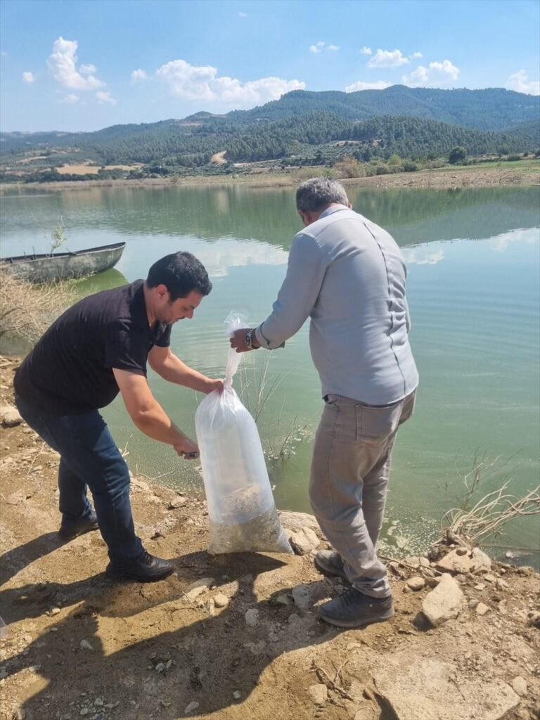 Manisa’da 1,3 Milyon Yavru Sazan Bırakıldı