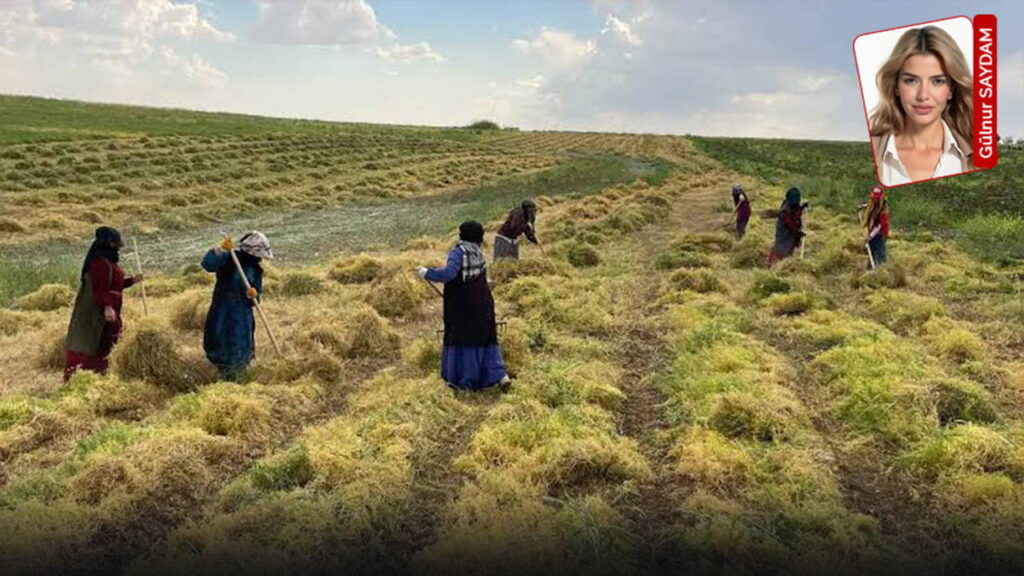 Anavatanında ithal mercimek dönemi: Türkiye üretti, Kanada kazandı